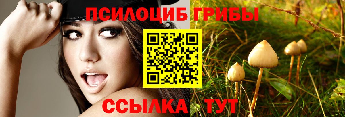 Псилоцибиновые грибы Psilocybine cubensis Обь